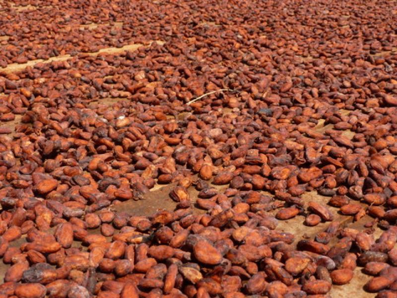 Product image for Fine flavour Cacao Beans - Fermented and Dried- Single origin, single plantation, single farm - natural and organic certified